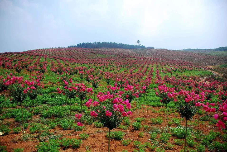 ��Ů�ֳ�500��Ķ��ޱ԰���ѽ���ʢ����