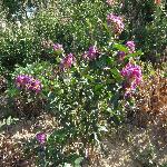 ������ɫ