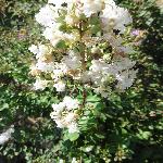 ������ɫ