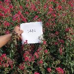 ������ɫ