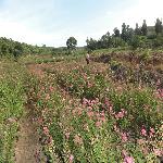 ������ɫ