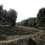 ������ɫ